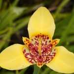 Pfauenblume im Topf kultivieren