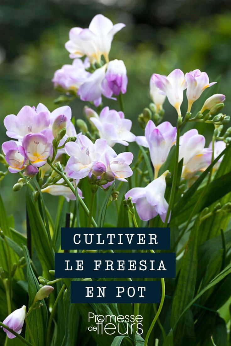Freesienkultur im Topf, Kübel oder Blumenkasten