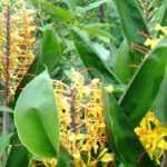 Hedychium kombinieren