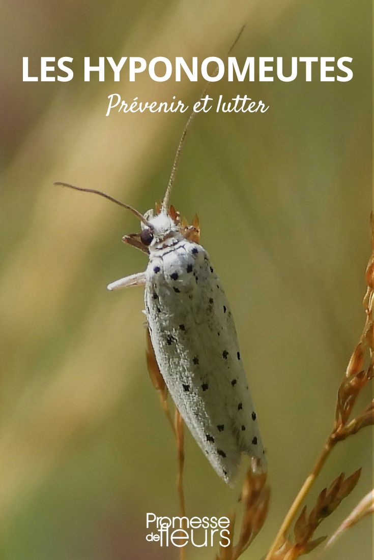 Yponomeuta aus dem Garten fernhalten