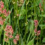Ampfer im Garten: Was tun?