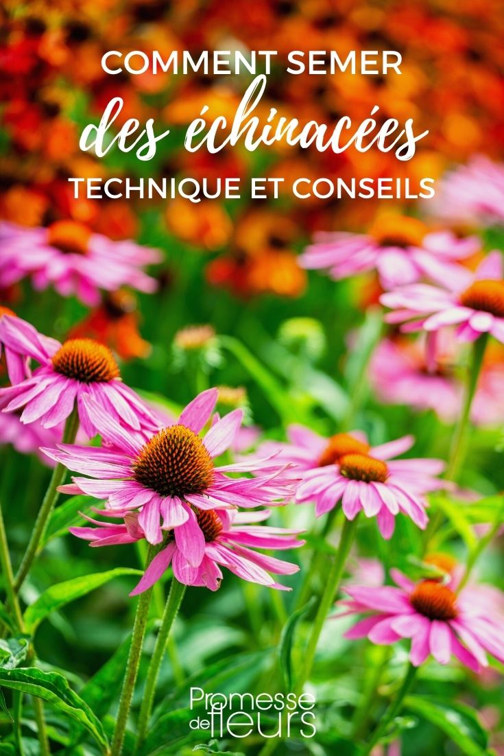 Aussaat von Echinacea
