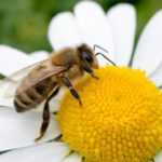 Blumen für Bienen!