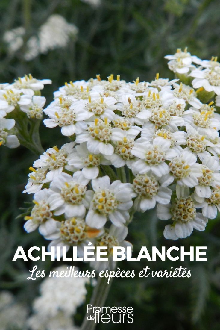 Schafgarbe (Achillea millefolium)
