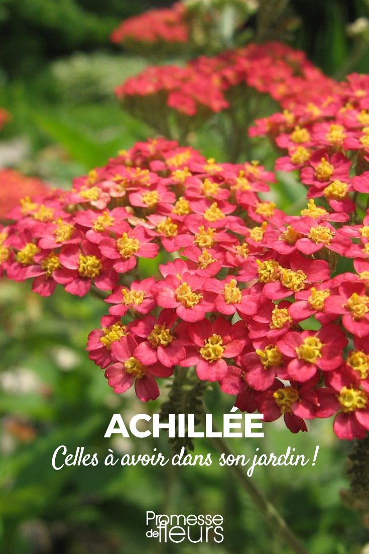 Die schönsten Achillea-Sorten