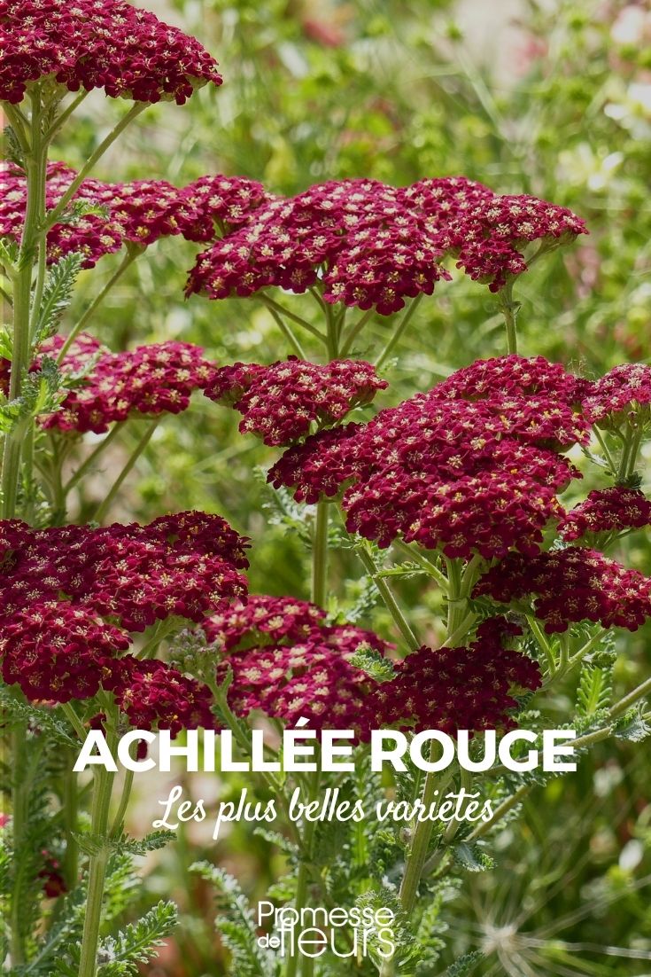rote Schafgarbe