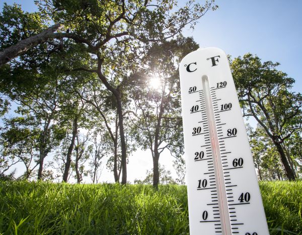 Hitzewelle: 10 Tipps zum Schutz der Pflanzen