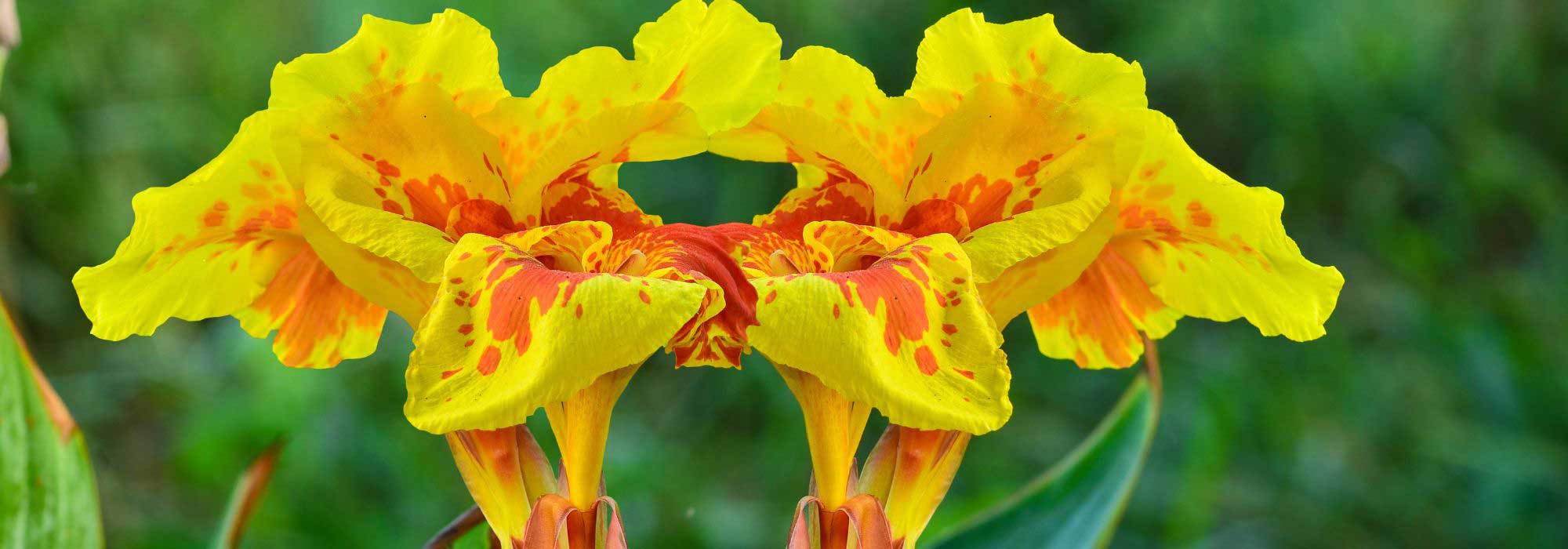 Canna kombinieren