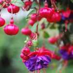 Fuchsien pinzieren: mehr Blüten?