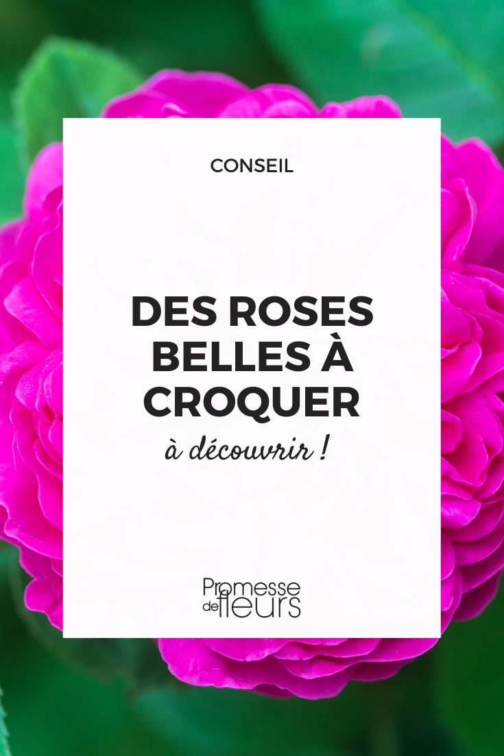 essbare Rosen