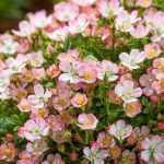 'Cutie Pie': Niedliche Minirose ohne Dornen!