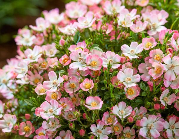'Cutie Pie': Niedliche Minirose ohne Dornen!