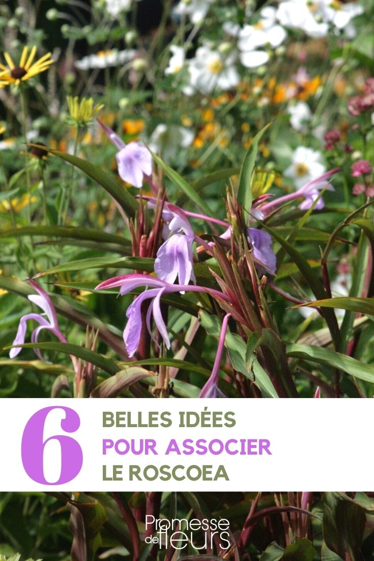 Ideen für Pflanzkombinationen mit Roscoea – Orchideen-Ingwer
