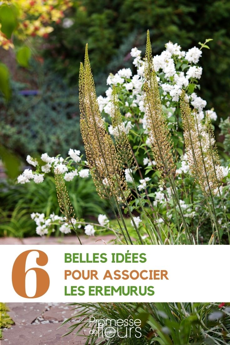 Eremurus kombinieren