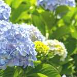 Hortensie nach Hitzeschaden retten