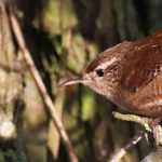 Gartenvogel: der Zaunkönig