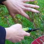 Wann und wie Herbst-Salbei schneiden?