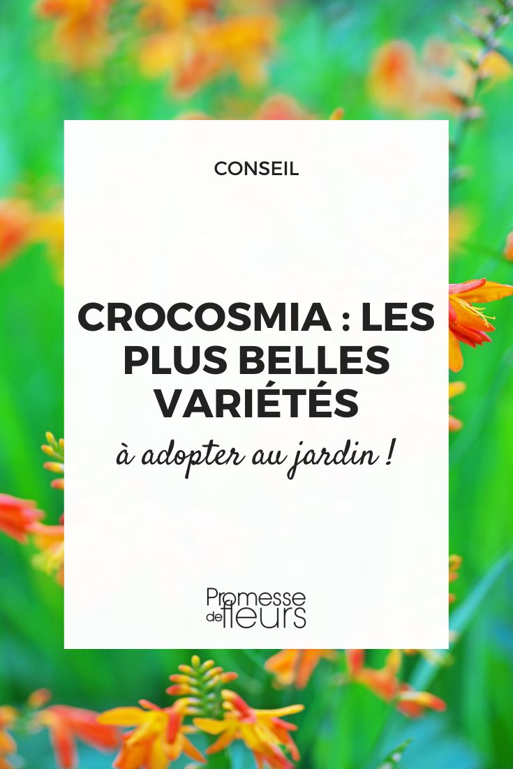Die schönsten Crocosmia-Sorten