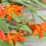 5 orange Montbretien entdecken