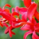 5 rote Montbretien für den Garten