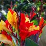 Canna: die schönsten Sorten