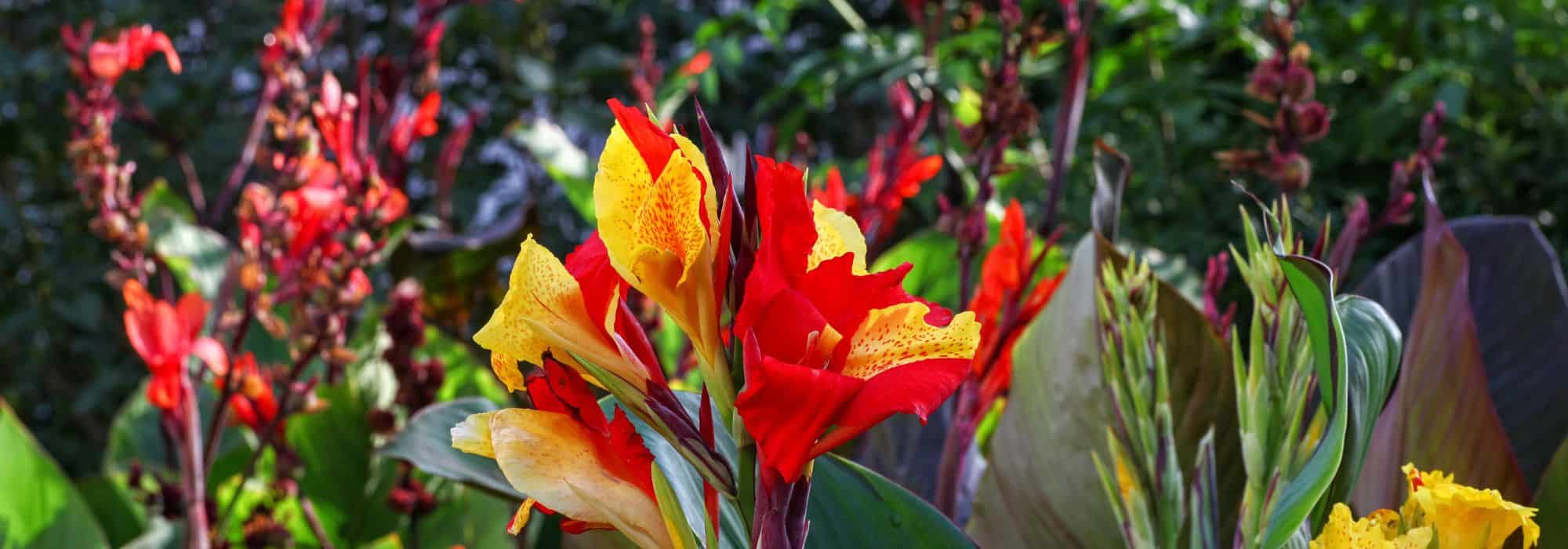 Canna: die schönsten Sorten