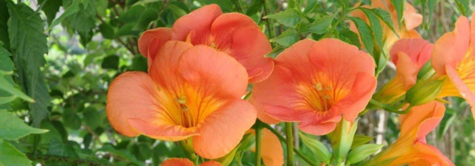 6 Kletterpflanzen mit Spätsommerblüte