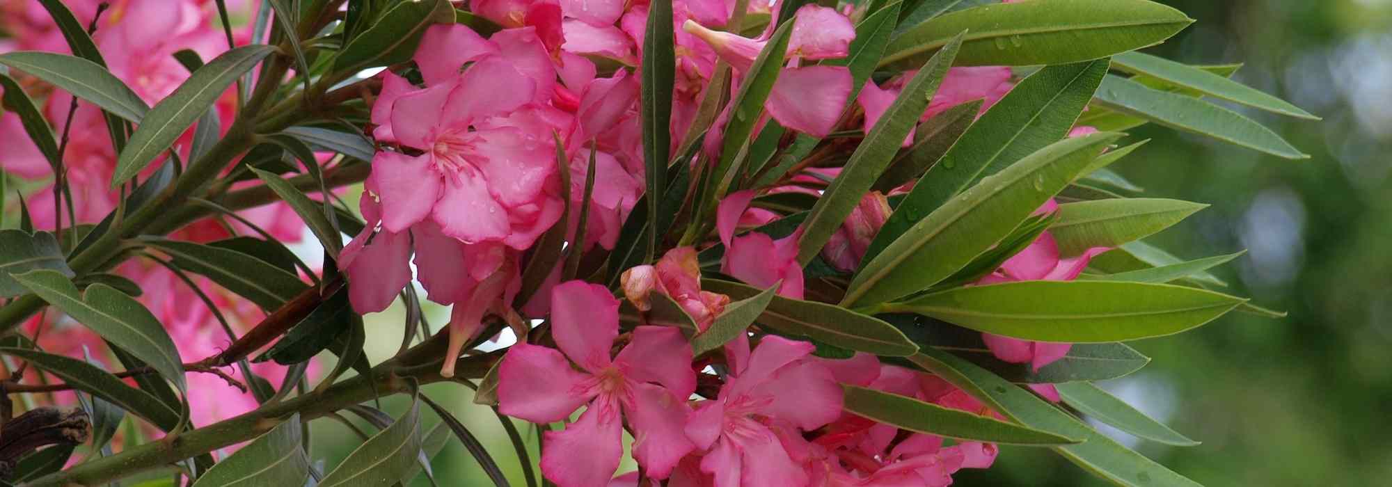 Oleanderblüte