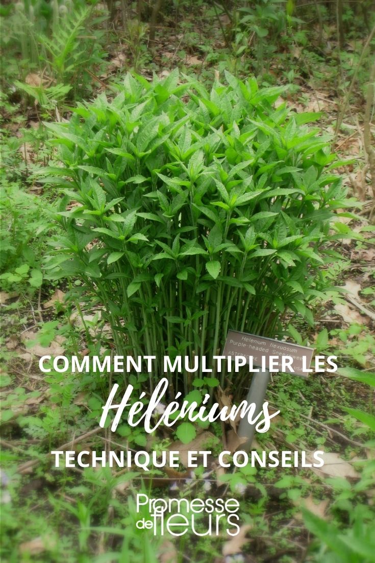 Helenium vermehren
