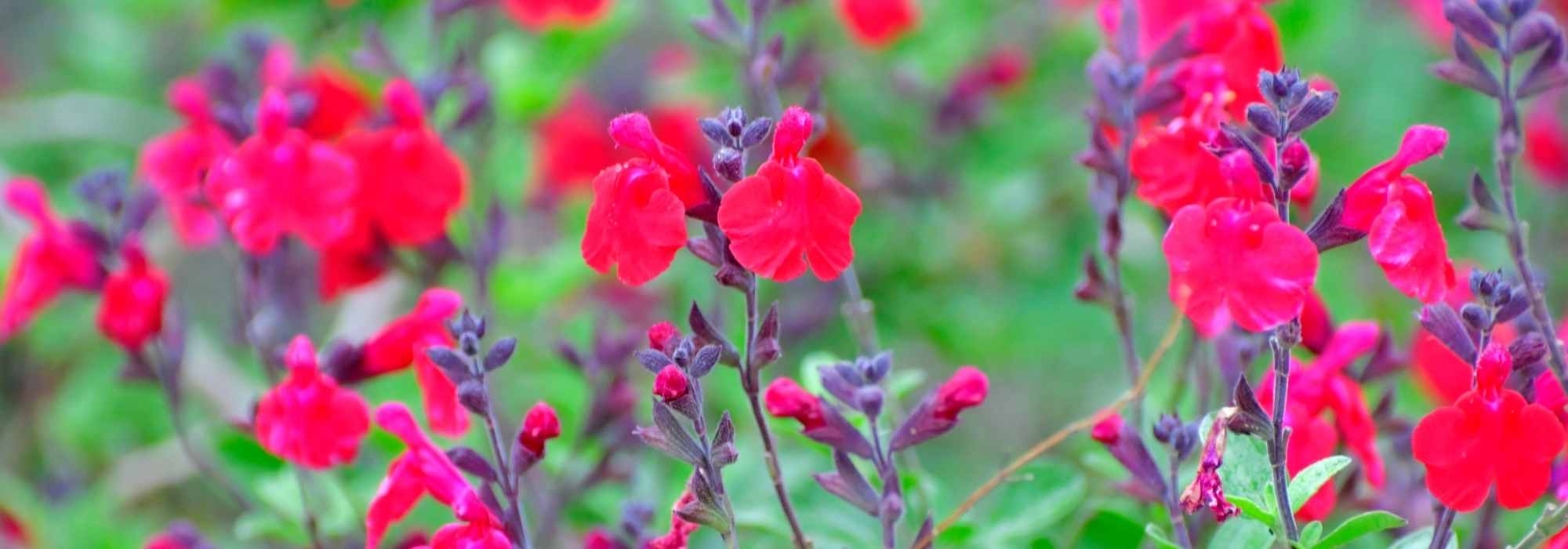 7 gute Gründe für Herbst-Salbei