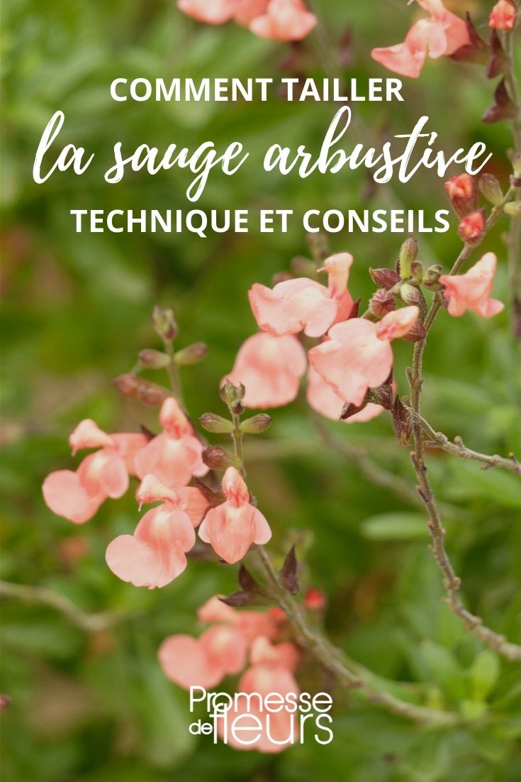 Größe des Strauchsalbeis - Salvia