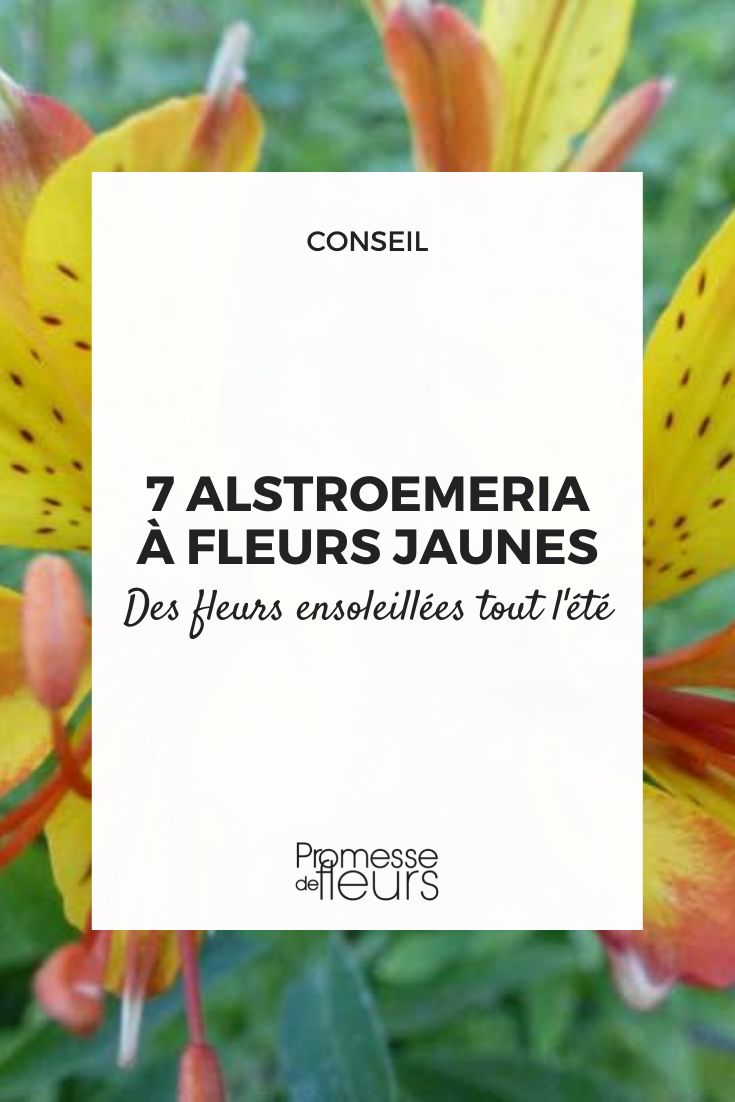7 Alstroemerien mit gelben Blüten