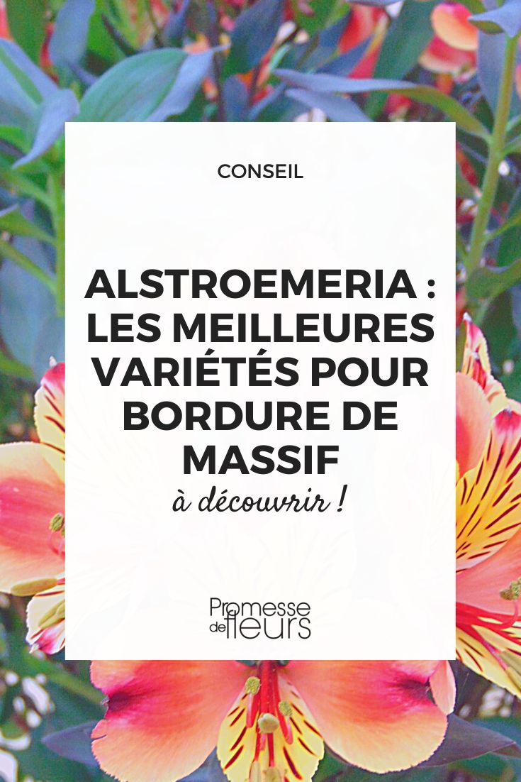 Alstroemeria Beetumrandung
