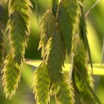 Chasmanthium kombinieren