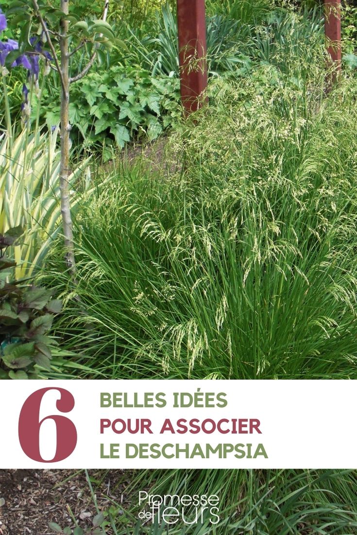 Die Deschampsia im Garten