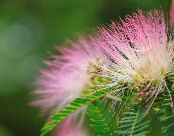 Albizia-Steckling machen
