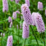 7 Kleinköpfiger Knöterich mit rosa Blüten