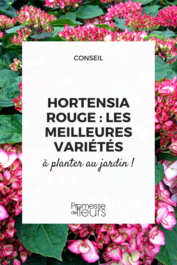 Hortensie mit roter Blüte
