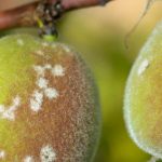 Krankheiten und Parasiten am Pfirsichbaum