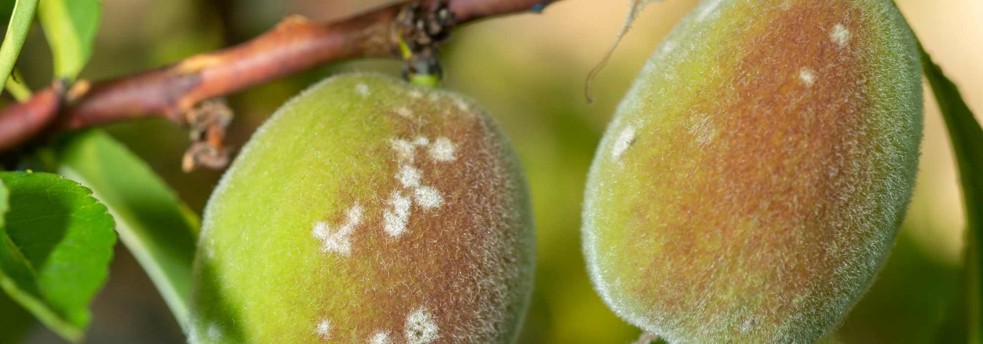 Krankheiten und Parasiten am Pfirsichbaum