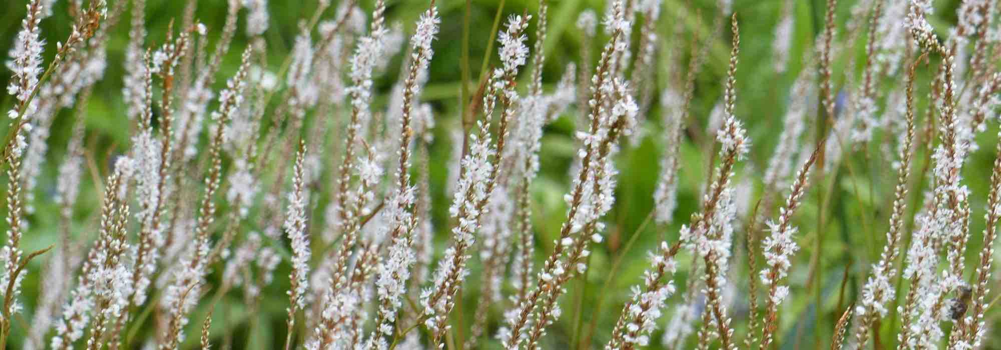 7 Kleinköpfige Knöteriche mit weißen Blüten