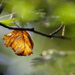 Warum verliert mein Strauch im Sommer Blätter?