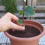 Johannisbeeren vermehren