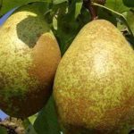 Obstbäume: beliebte selbstfruchtbare Sorten