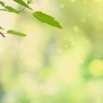 Geheimen Garten gestalten