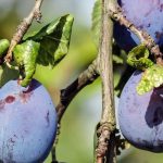 Krankheiten und Parasiten des Pflaumenbaums