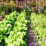 Gemüsegarten und Gemüse im Sommer beschatten