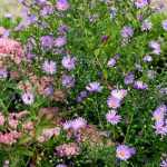 Gartenarbeiten im September