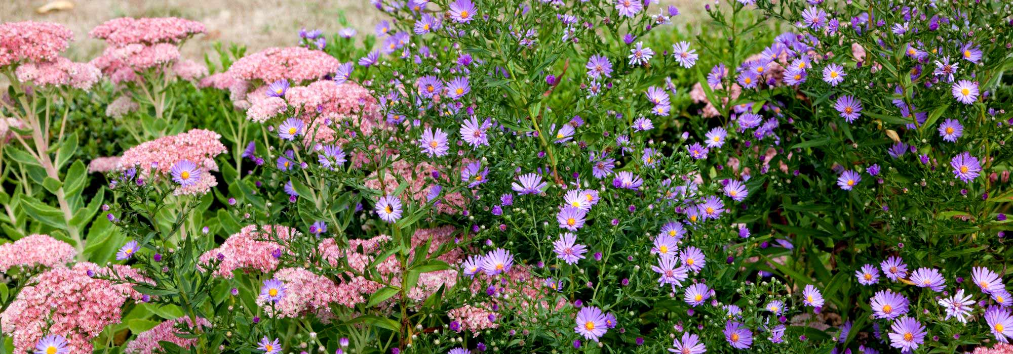 Gartenarbeiten im September