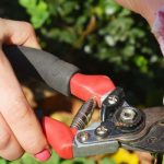 6 gute Gründe für den Rückschnitt verblühter Blumen